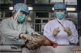 Trung Quốc phát hiện virus H7N9 tại 2 khu chợ